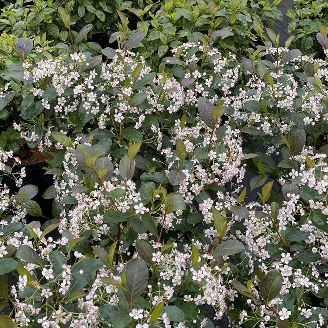Low Scape Snowfire™ Chokeberry - 4" Pot - Aronia - Proven Winners