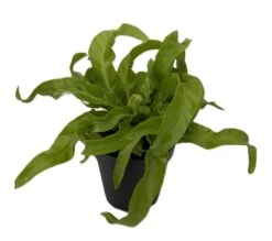 Hurricane Bird's Nest Fern - Asplenium Antiquum - 4" Pot