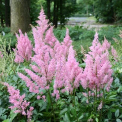 Little Vision In Pink False Spirea - Dwarf Astilbe Chinensis - Quart Pot