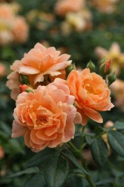 At Last® Rose Bush - 4" Pot - Fragrant - Proven Winners