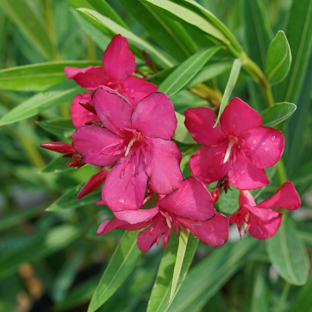 AUSTIN PRETTY LIMITS® - Nerium Oleander - Proven Winners - 4" Pot - Image 3