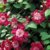 Avant-Garde Evipo033 Clematis Vine - Pink/Red/Pompom Centers - 2.5" Pot