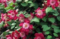 Avant-Garde Evipo033 Clematis Vine - Pink/Red/Pompom Centers - 2.5" Pot