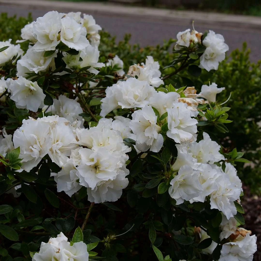 Perfecto Mundo® Double White Azalea - Reblooming - Proven Winners - 4" Pot - Image 2