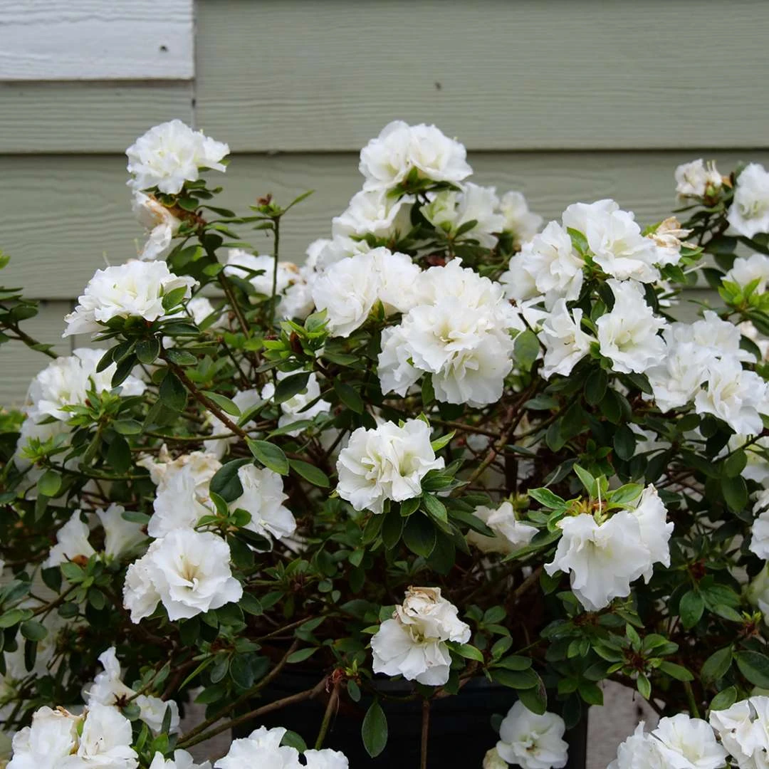 Perfecto Mundo® Double White Azalea - Reblooming - Proven Winners - 4" Pot - Image 3