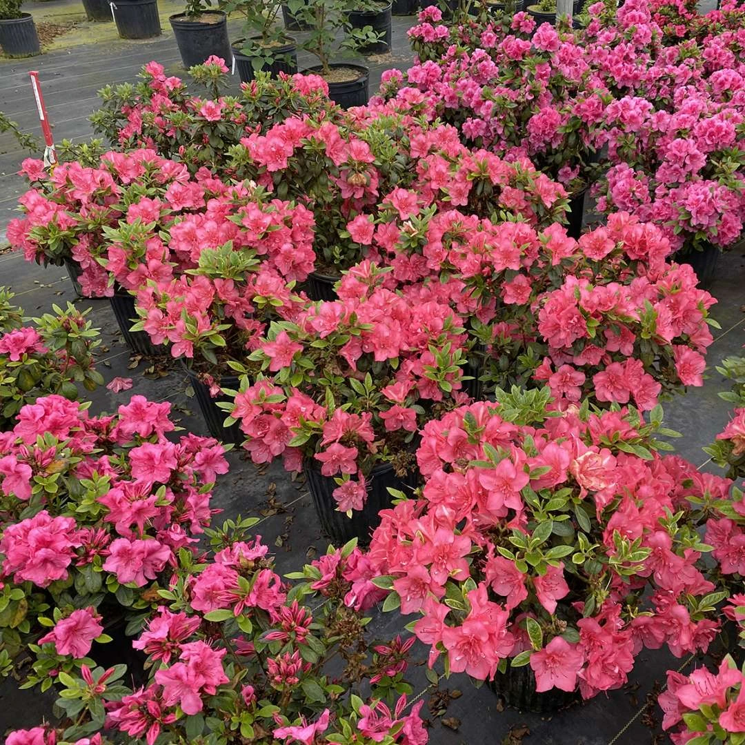 PERFECTO MUNDO EPIC CORAL® Reblooming Azalea - Proven Winners-4" Pot - Image 2