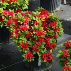 Perfecto Mundo® Red - Azalea- Reblooming - Proven Winners - 4" Pot