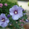 Azurri Blue Satin® Rose Of Sharon - Hibiscus - 4" Pot - Proven Winners