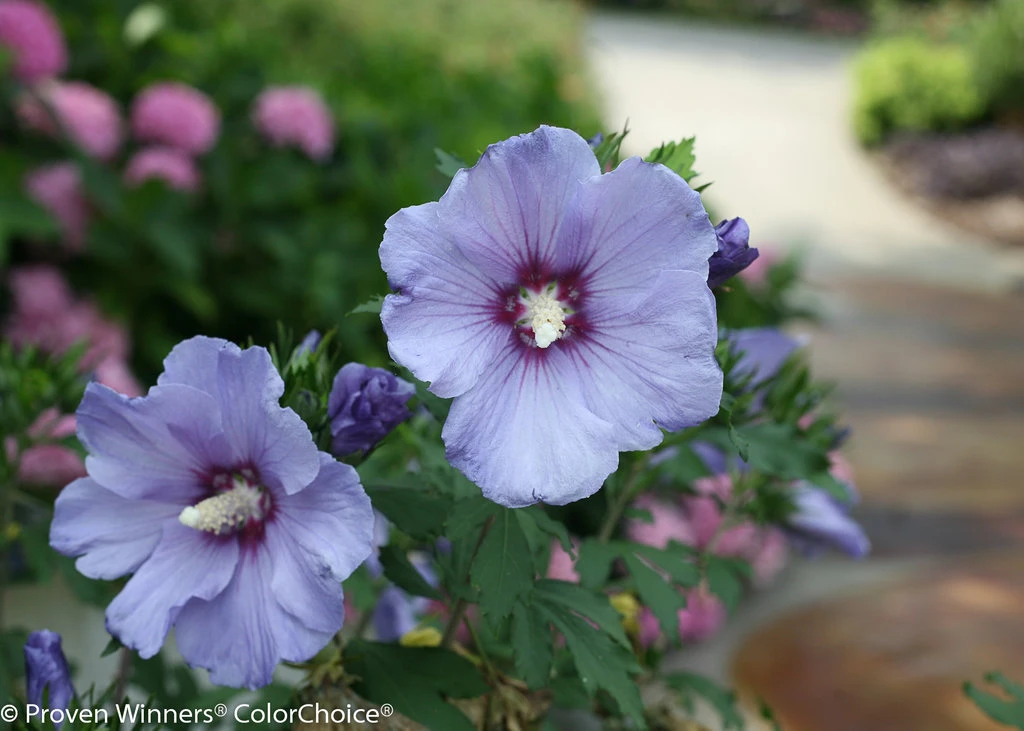 Azurri Blue Satin® Rose Of Sharon - Hibiscus - 4" Pot - Proven Winners