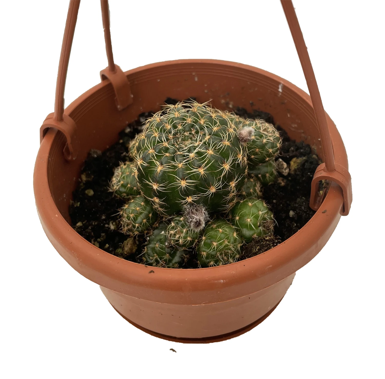 Ball Cactus - 4" Mini Hanging Basket - Easy House Plant