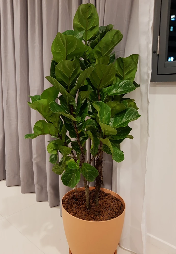 Bambino Dwarf Fiddleleaf Fig Tree - Ficus - 6" Pot - Great Indoor Tree - Image 2
