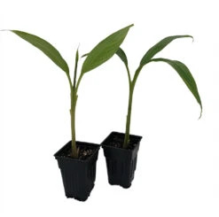 Ohio Grown Winter Hardy Basjoo Banana Plants - Musa - 2 Pack 2.5" Pots