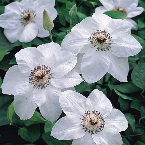 Miss Bateman Clematis Vine - Pure White - 2.5" Pot
