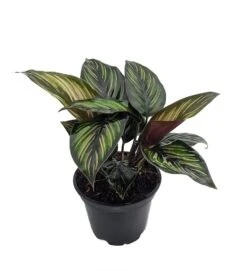 Beauty Star Peacock Plant - Calathea - Easy House Plant - 4" Pot