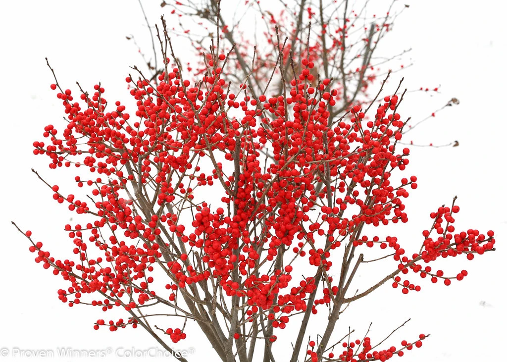 BERRY POPPINS® Winterberry Holly - Ilex - Broadleaf Evergreen - 4" Pot