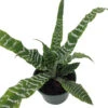 Betty Earth Star Plant - Cryptanthus - Easy To Grow - 5" Pot