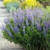 Blue False Indigo Perennial - Baptisia Australis - Quart Pot
