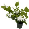 Belle Of India Arabian Tea Jasmine Plant - Sambac - 4" Pot