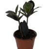 Black Queen ZZ Plant - Zamioculcas - 4" Pot - Collector's