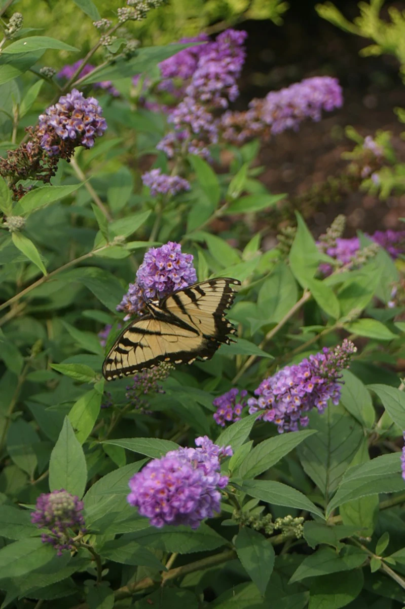 Lo & Behold® Blue Chip Jr. Butterfly Bush - 4" Pot - Buddleia - Proven Winners