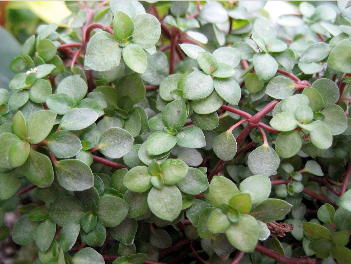 Blue Baby Tears - Pilea Glauca - 4" Mini Hanging Basket - Image 2