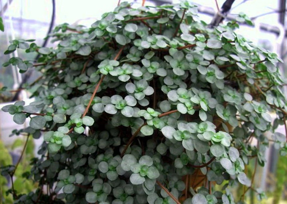 Blue Baby Tears - Pilea Glauca - 4" Mini Hanging Basket - Image 3