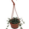 Blue Baby Tears - Pilea Glauca - 4" Mini Hanging Basket