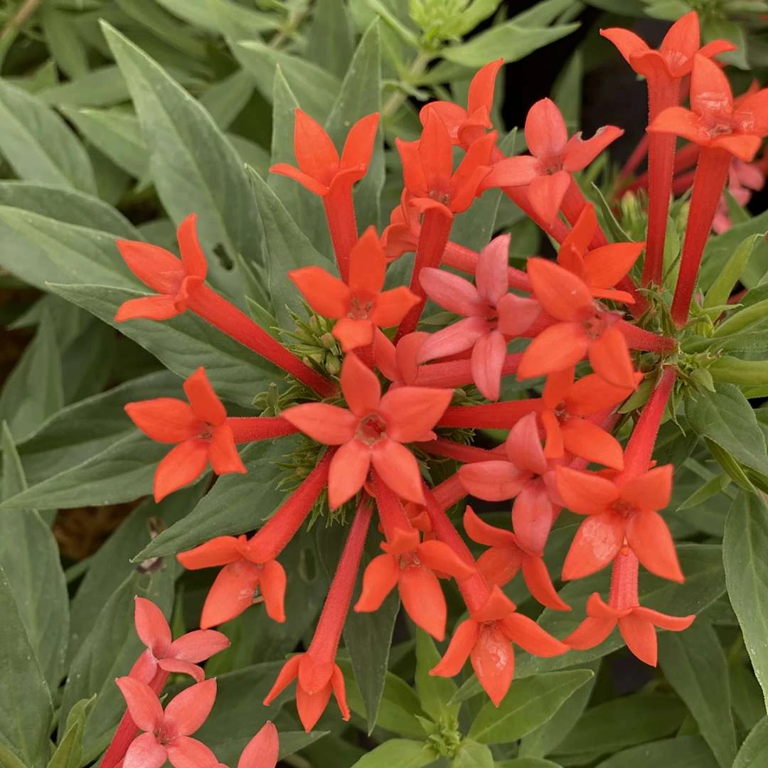Estrellita- Little Starâ„¢- Firecracker Bush - Bouvardia - Proven Winners - 4" Pot