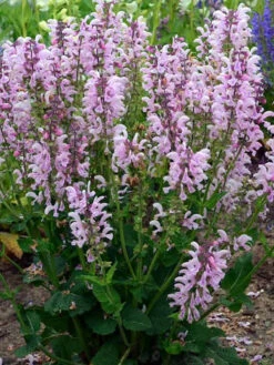 Fashionista® Series Ballerina Pink - Meadow Sage - Quart Pot