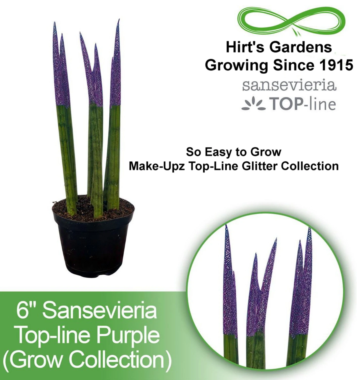 Make-Upz Glitter Purple Bamboo Shoots Snake Plant - Sansevieria - 6" Pot - Image 2
