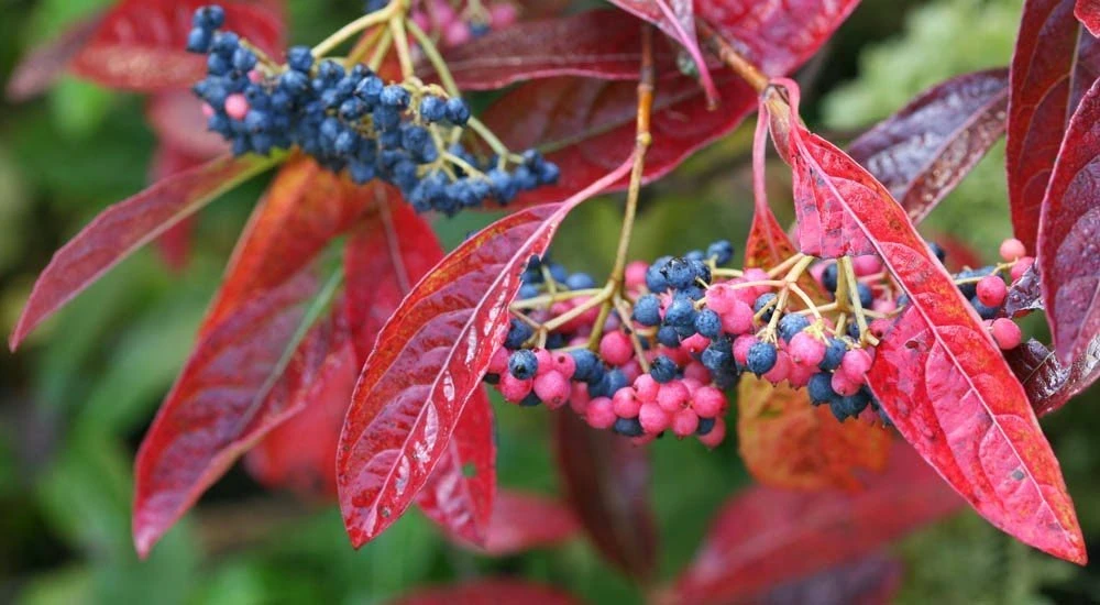 Brandywine™ Viburnum Shrub - Beautiful Berries/Hardy - Proven Winners - 4" Pot - Image 2