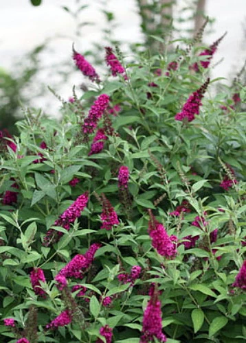 Buddleia X Miss Molly Butterfly Bush - Sangria Red -Proven Winners- 4" Pot - Image 3