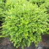 Chicagoland Green Boxwood - 4" Pot - Buxus
