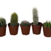 Instant Cactus Collection - 5 Plants - 2" Pots - Excellent For Fairy Gardens