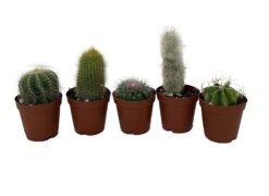 Instant Cactus Collection - 5 Plants - 2" Pots - Excellent For Fairy Gardens