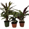 Calathea Assortment - 3 Pack In 4" Pots