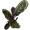 Angela Prayer Plant - Calathea Roseopicta 'Angela' - 4" Pot