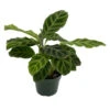 Zebra Peacock Plant - Calathea Zebrina - Easy House Plant - 4" Pot