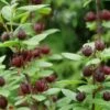Simply Scentsational® Sweetshrub - Calycanthus - Proven Winners - 4" Pot