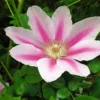 Pink Cameo Clematis Vine - Early Large-flowered Fragrant - 2.5" Pot