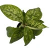 Camouflage Queen Of Hearts Plant - Homalomena Wallisii - 4" Pot