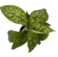 Camouflage Queen Of Hearts Plant - Homalomena Wallisii - 4" Pot