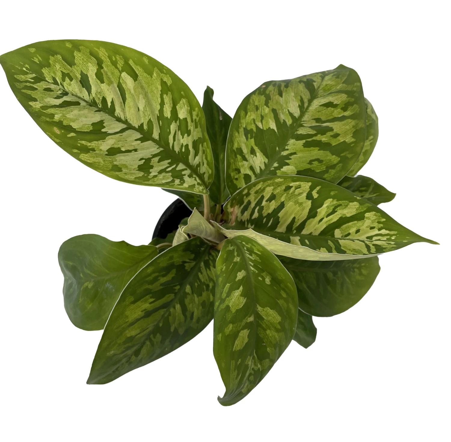 Camouflage Queen Of Hearts Plant - Homalomena Wallisii - 4" Pot