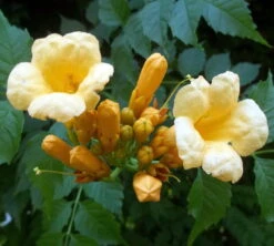 Yellow Trumpet Vine Plant - Campsis Radicans - Flava - 2.5" Pot