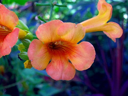 Indian Summer Trumpet Vine Plant - Campsis - 2.5" Pot - Image 2