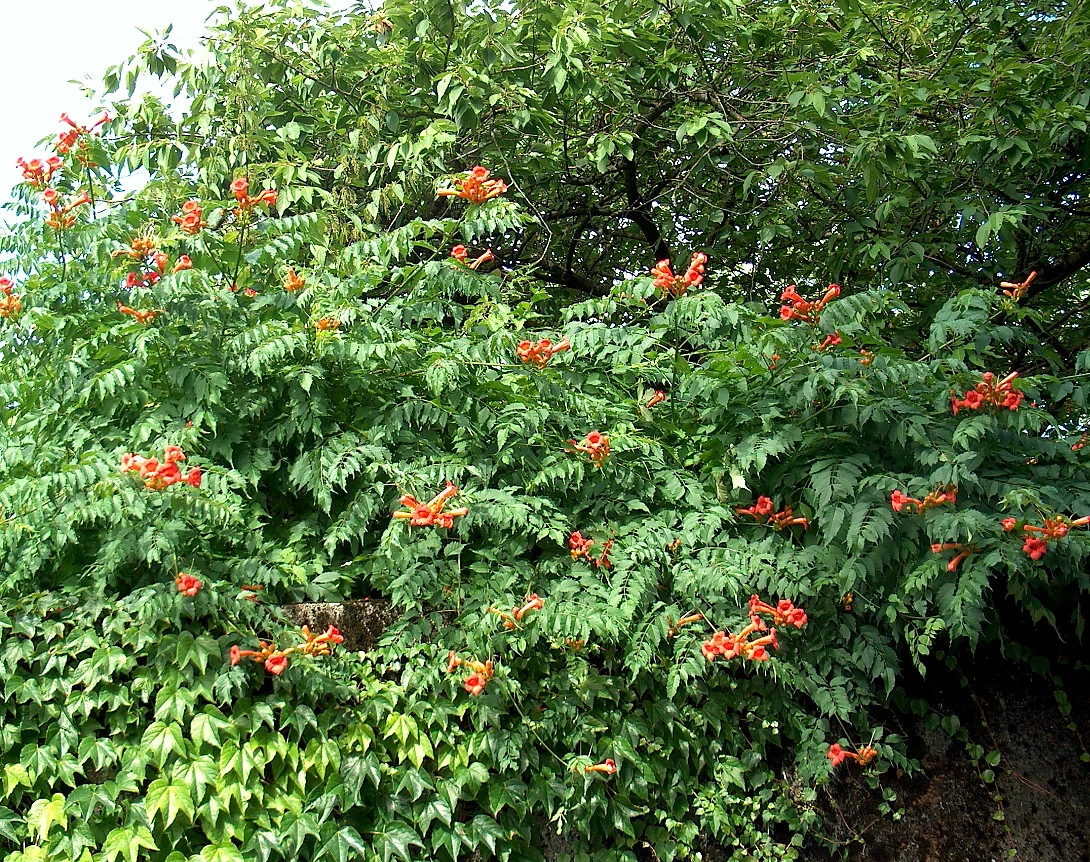 Trumpet Vine - Campsis Radicans - 2.5" Pot - Image 3