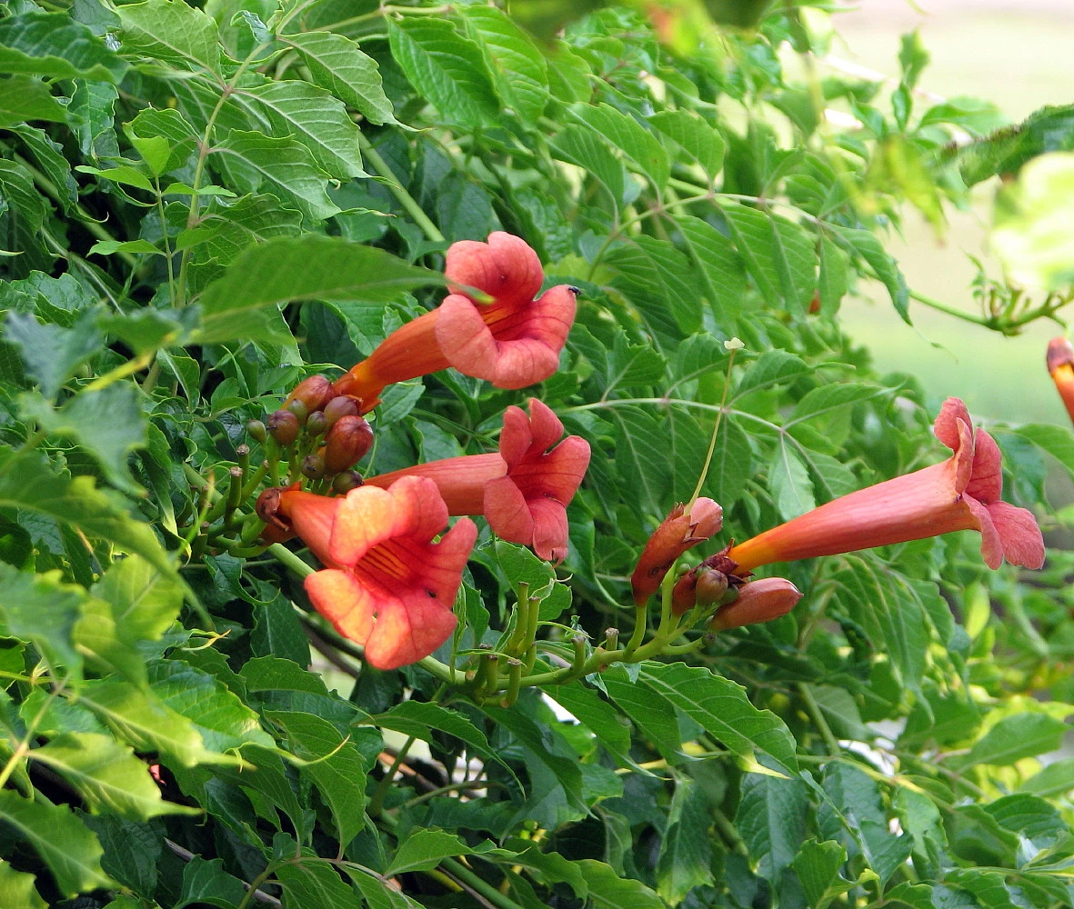 Trumpet Vine - Campsis Radicans - 2.5" Pot - Image 2