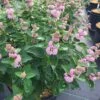 BEYOND PINK’D™ Bluebeard - Caryopteris - 4" Pot -Proven Winners