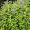 Sunshine Blue® II Bluebeard - Caryopteris Incana - Proven Winners - 4" Pot