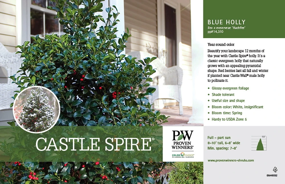 Castle Spire® Blue Holly - Ilex - 4" Pot - Proven Winners - Image 2